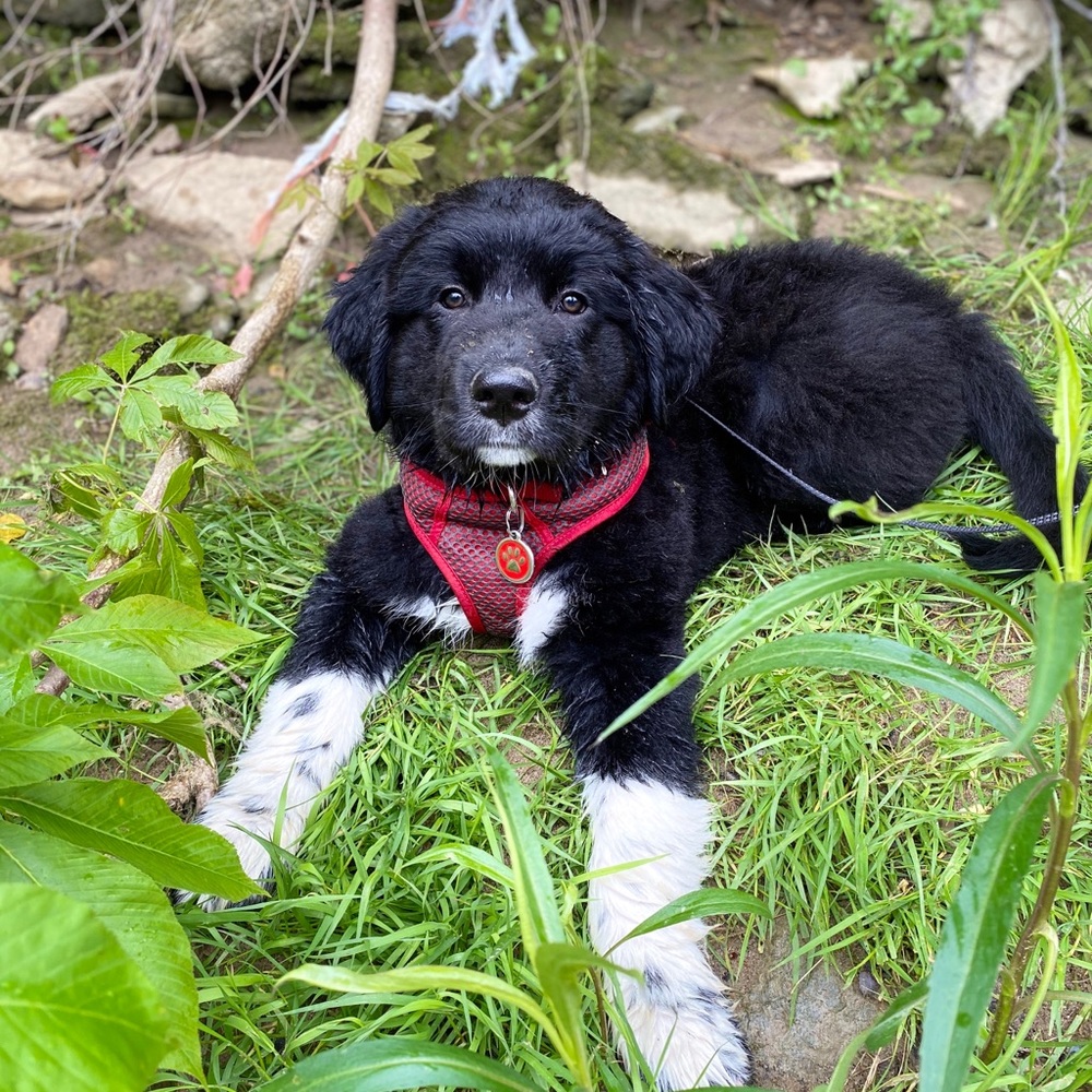 Meet your Posher, Ava